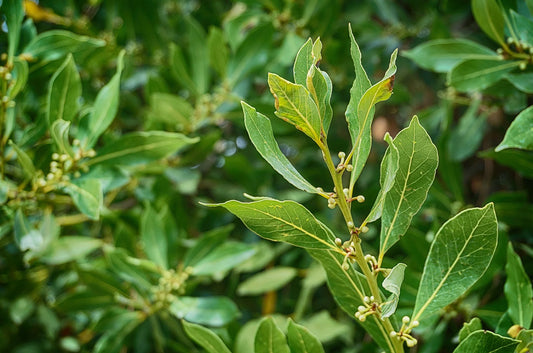 Le laurier : antibactérien, antiviral et digestif puissant