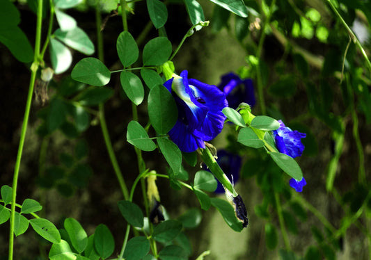 La plante miracle | Le pois papillon ou clitoria