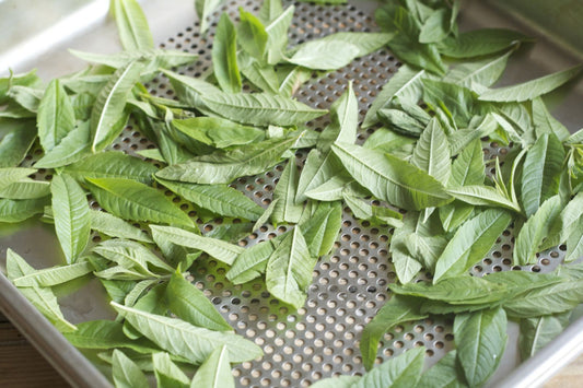 Les incroyables vertus de la verveine odorante