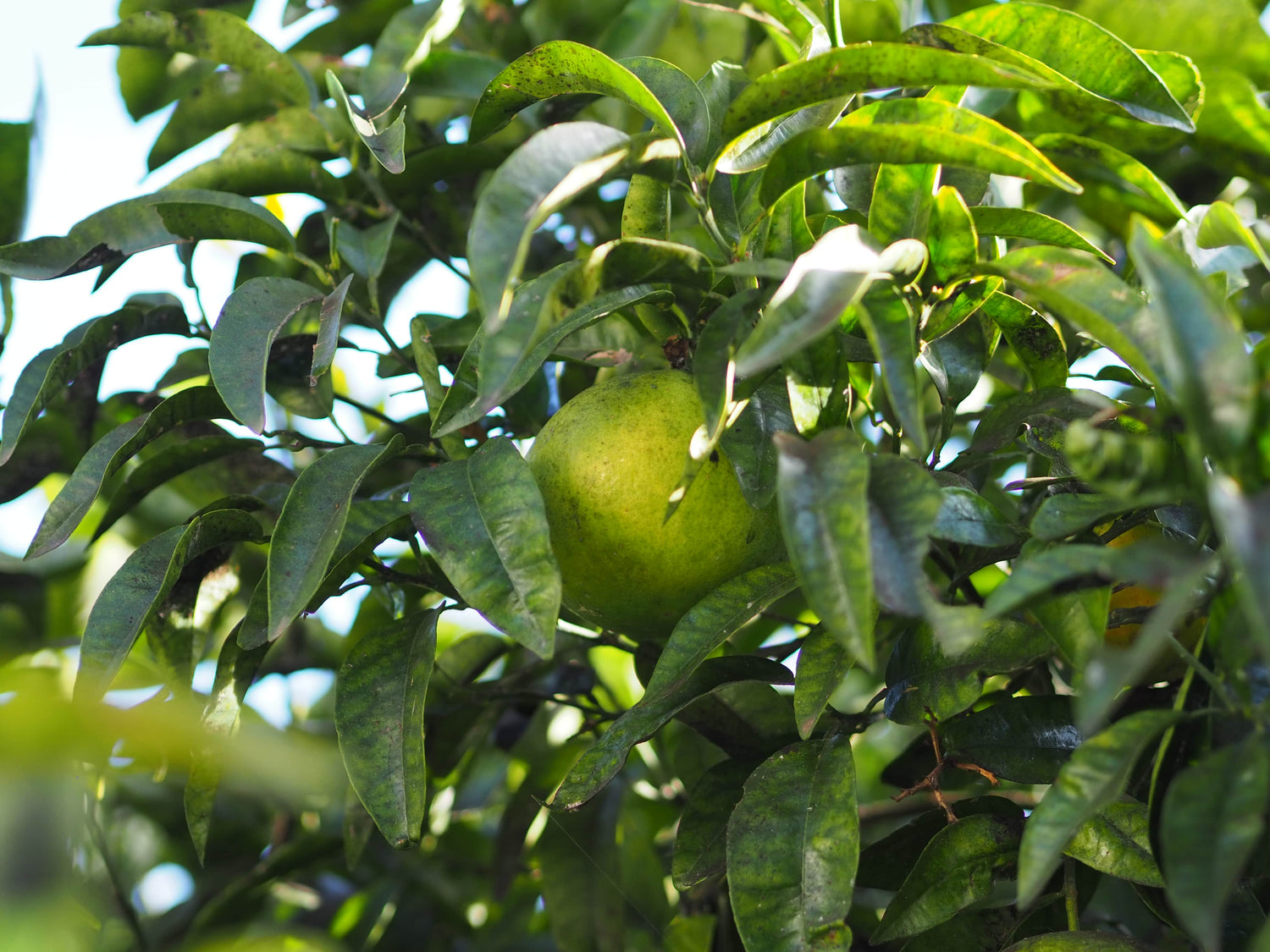 Nous utilisons des produits naturels bio