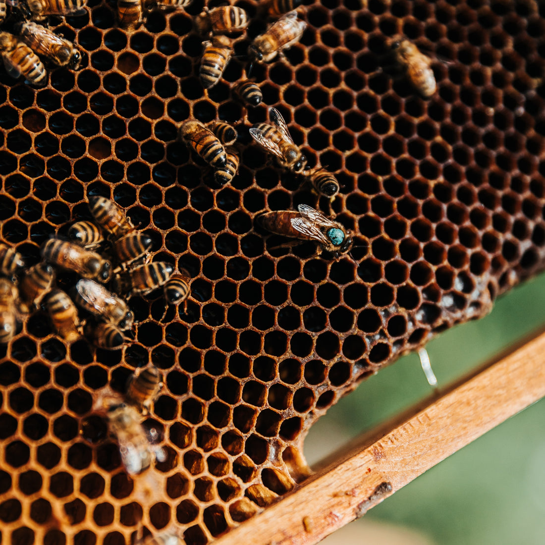 Le pouvoir du miel : ce trésor des abeilles